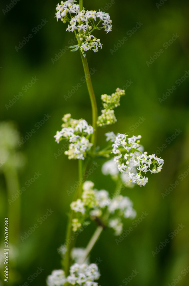Wild Flower Wild Flower