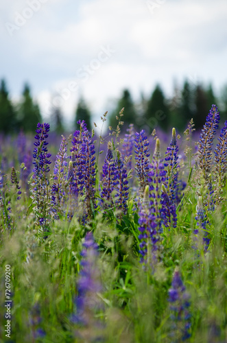 Lupines