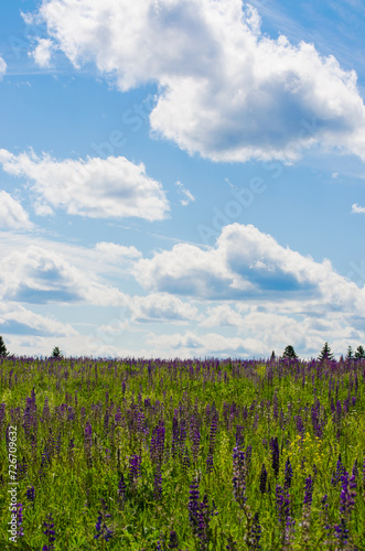 A field with lupines