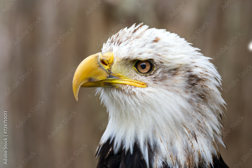 Obraz premium Head of adult Bald eagle with brown and white feathers.