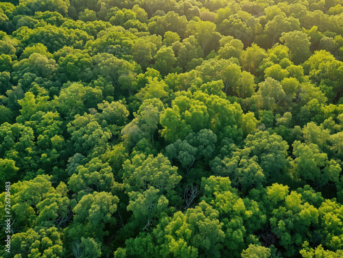 Breathtaking aerial view of lush green forest in rural area.