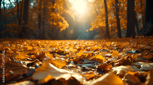 Autumn leaves on the ground with sunlight filtering through trees