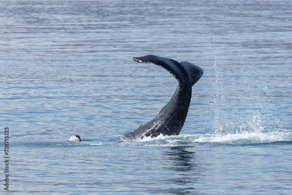 Obraz premium Humpback whale (Megaptera novaeangliae) tail slapping creating water droplets in North Iceland