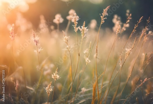Vintage photo of Close up soft focus a little wild flowers grass in sunrise and sunset background © Naila