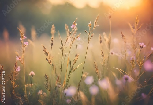 Vintage photo of Close up soft focus a little wild flowers grass in sunrise and sunset background