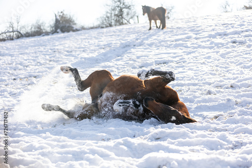 Pferd wälzt sich im Schnee