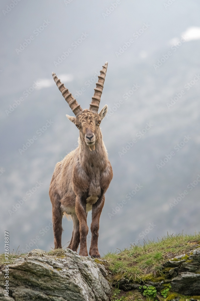 Standing male alpine ibex (Capra ibex) on a misty day in spingtime, Wild mountain goat posing on rocks in its typical alpine habitat, Alps, Italy.