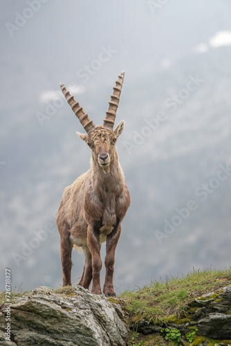 Standing male alpine ibex (Capra ibex) on a misty day in spingtime, Wild mountain goat posing on rocks in its typical alpine habitat, Alps, Italy. photo