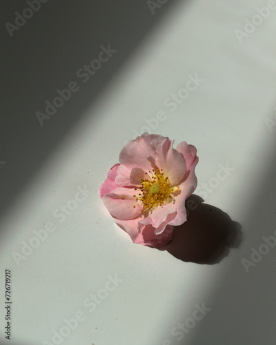closeup of a rosa rubiginosa flower photo