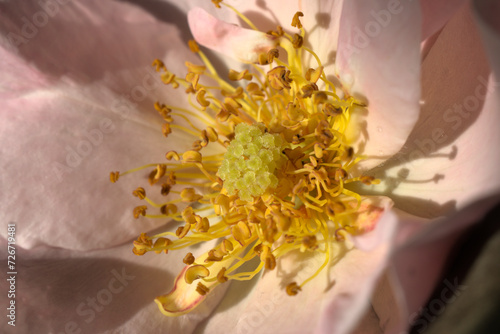 closeup of a rosa rubiginosa flower photo