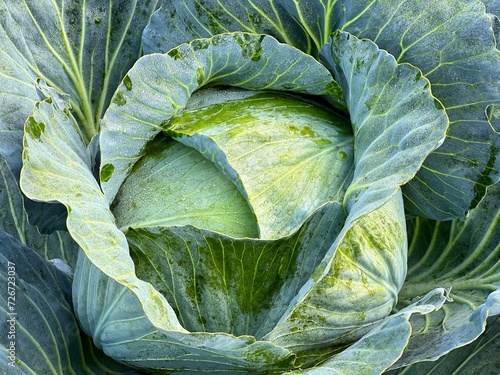 Cabbage head in the vegetable garden