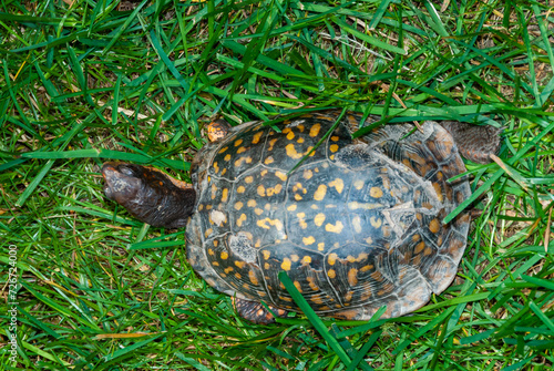 The common box turtle (Terrapene carolina), wild animal in green grass looking for food, New Jersey photo