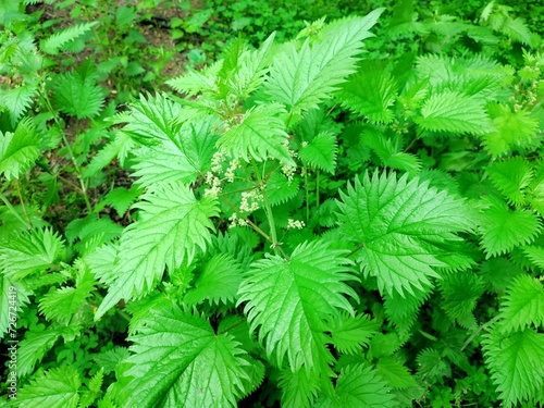 Roman nettle: a species of Urtica, its botanical name is Urtica pilulifera.