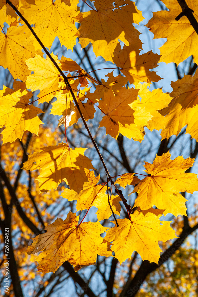 Fototapeta premium Red-yellow maple leaves on a tree on a sunny day in autumn in the Allentown Heritage Park, NJ