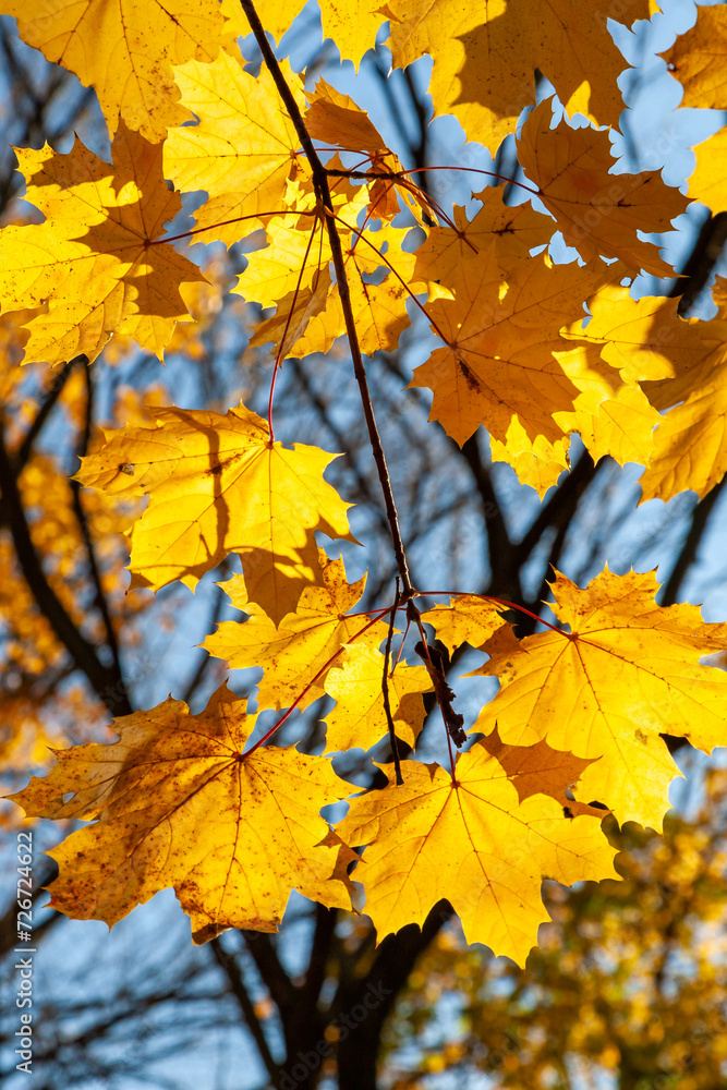 Red-yellow maple leaves on a tree on a sunny day in autumn in the Allentown Heritage Park, NJ Red-yellow maple leaves on a tree on a sunny day in autumn in the Allentown Heritage Park, NJ