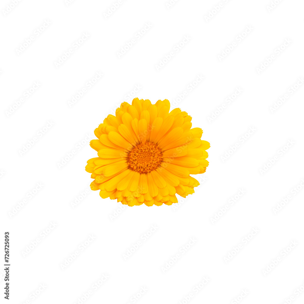 Single vibrant yellow Calendula marigold isolated on a white background. Symbolize the essence of summer energy. Single vibrant yellow Calendula marigold isolated on a white background. Symbolize the essence of summer energy.