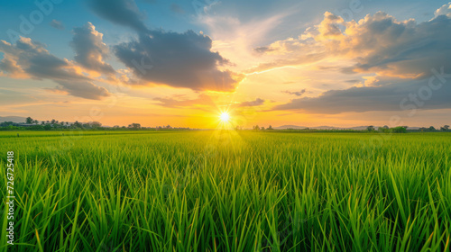Closeup of a sunset beauty over a rice field with blue sky and clouds landscape, agricultural background © Bela