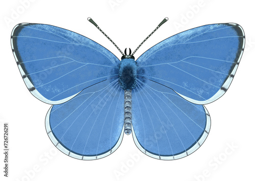 Digital illustration of The holly blue (Celastrina argiolus), a butterfly of lycaenids on a transparent background photo