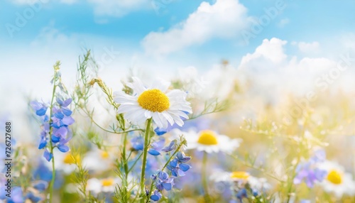 Beautiful field meadow flowers chamomile, blue wild peas in morning against blue sky 