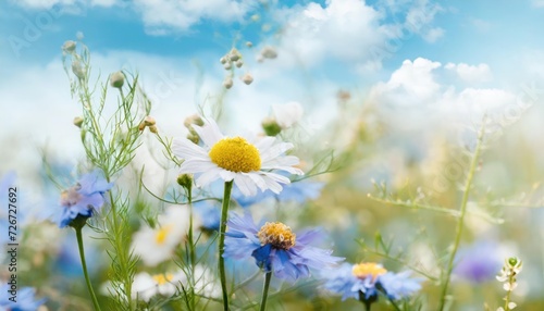 Beautiful field meadow flowers chamomile, blue wild peas in morning against blue sky 
