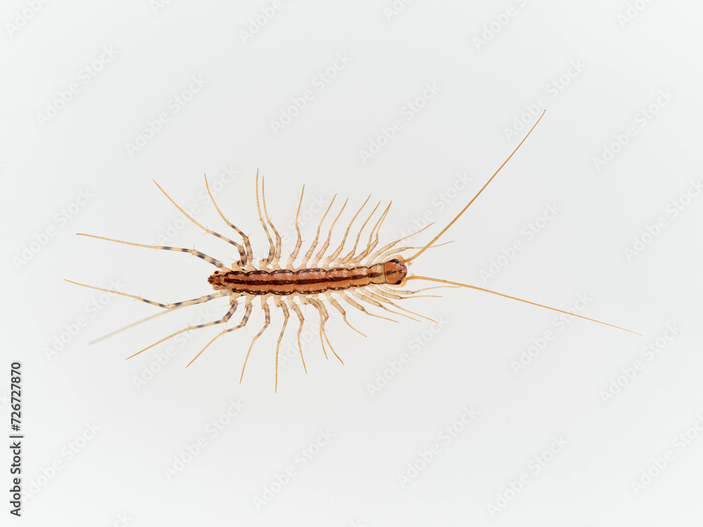 The House Centipede on a white background. Scutigera coleoptrata