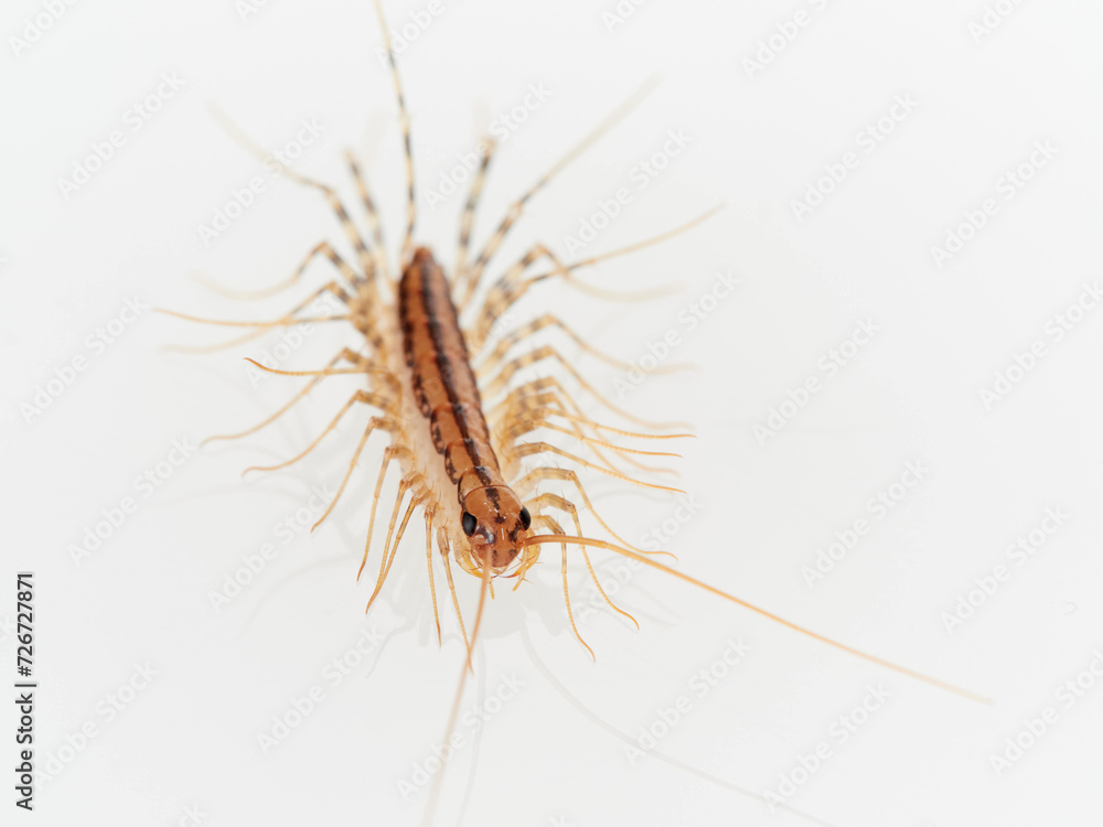 The House Centipede on a white background. Scutigera coleoptrata