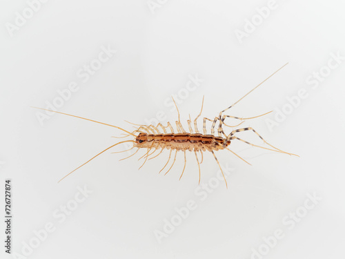 The House Centipede on a white background. Scutigera coleoptrata