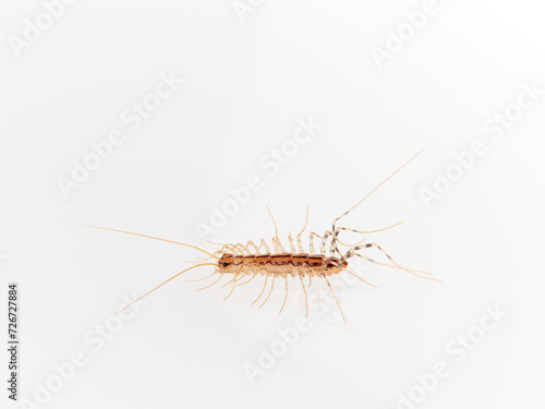 The House Centipede on a white background. Scutigera coleoptrata © Macronatura.es