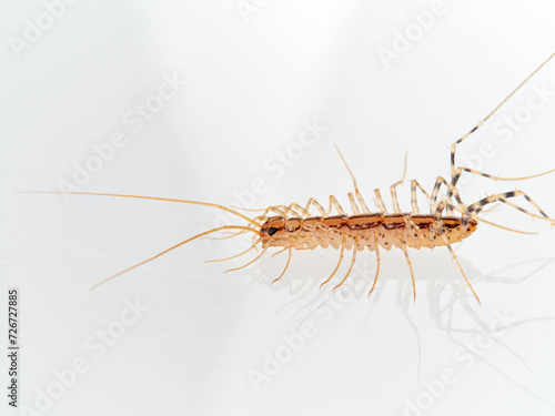 The House Centipede on a white background. Scutigera coleoptrata © Macronatura.es