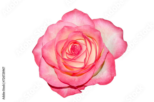Delicate rose flower on a white background