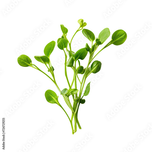 Pea sprout with tendrils isolated on white or transparent background photo