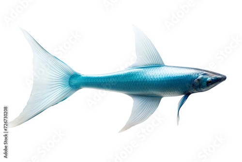 Royal blue tail fin isolated on transparent background