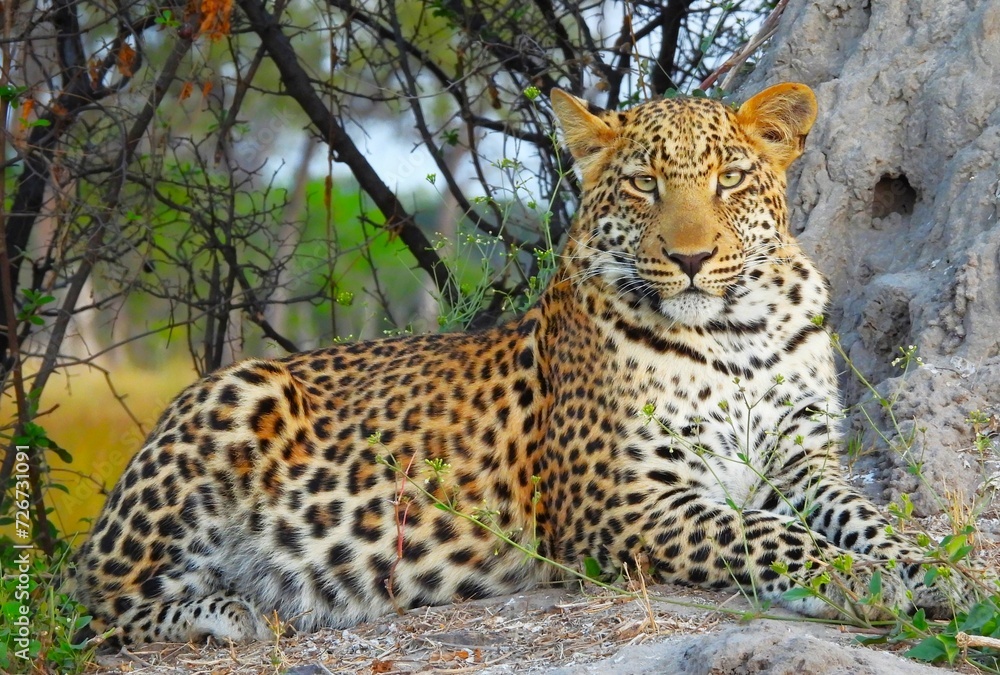 Leopard in majestic pose, Botswana Leopard in majestic pose, Botswana