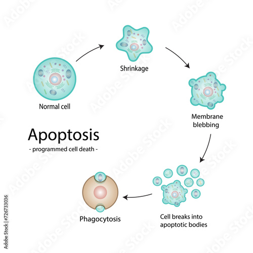 Apoptosis. Programmed cell death. Aging process in cells. Stages of apoptosis, normal cell, shrinkage, membrane blebbing, cell breaks into apoptotic bodies and phagocytosis. vector illustration.