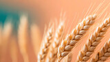 Ears of wheat on a peach colored background. Layout for graphic designers projects. Copy Space. The cereal industry and National Cereal Day History.