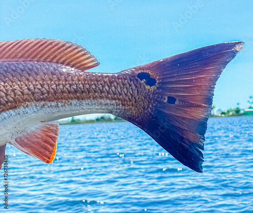 Slika na platnu red fish tail over the bay water one a sunny day