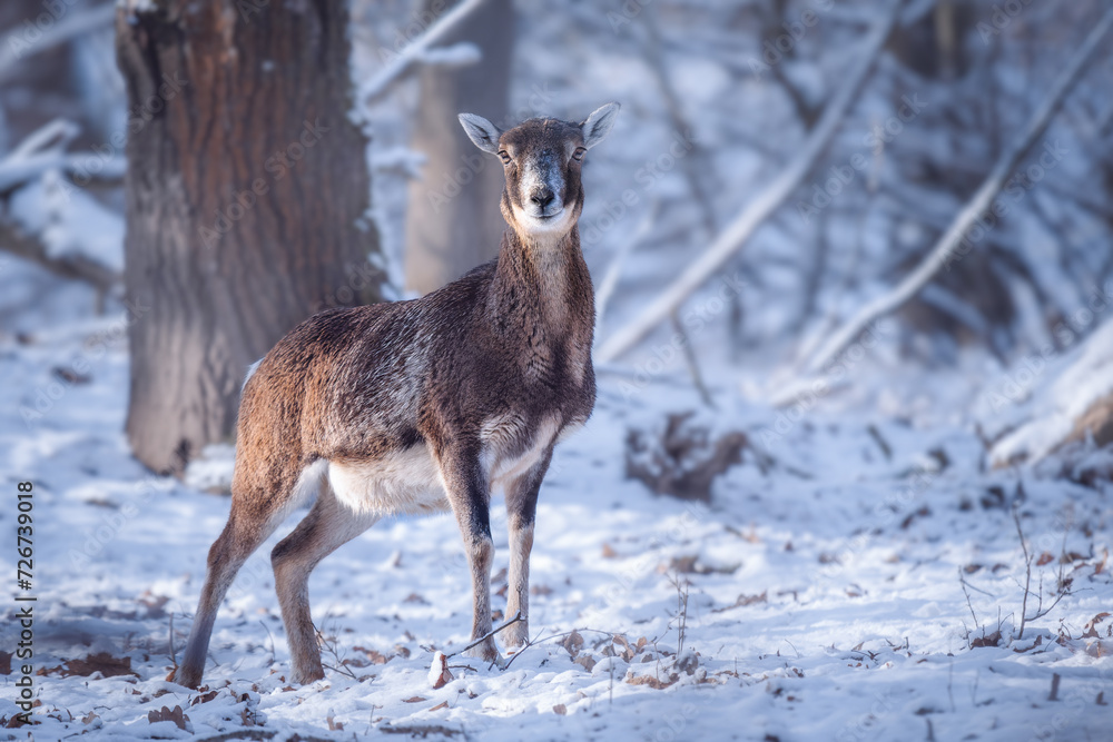 Alert Mouflon ewe in snowy forest (Ovis musimon). Alert Mouflon ewe in snowy forest (Ovis musimon).