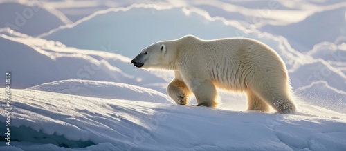 Up on its hind legs, a polar bear gazes intently. photo