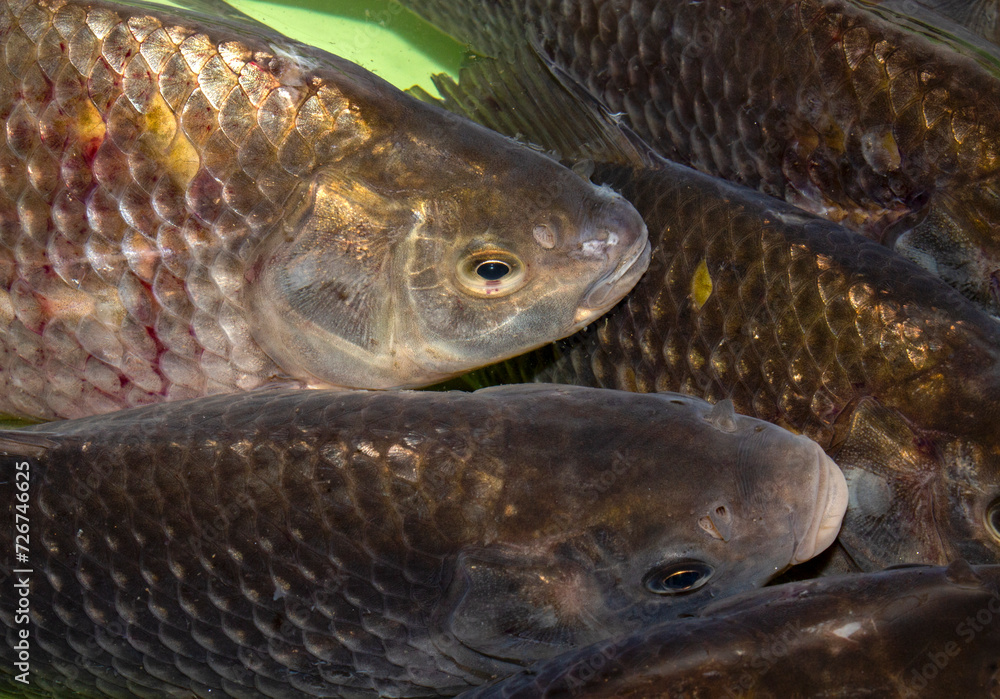 Crucians are alive in the water.Fresh live crucians.The fish swims in the water.Live crucian carp background. Crucians are alive in the water.Fresh live crucians.The fish swims in the water.Live crucian carp background.