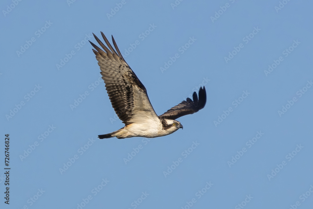 Obraz premium 飛翔するミサゴ