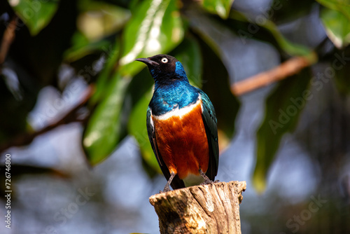Superb Starling (Lamprotornis superbus) in East Africa photo
