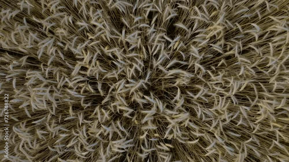 Aerial view of wheat stalks gently swaying in the wind, close-up from drone Aerial view of wheat stalks gently swaying in the wind, close-up from drone