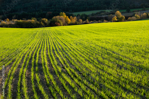 Young green wheat field at sunset