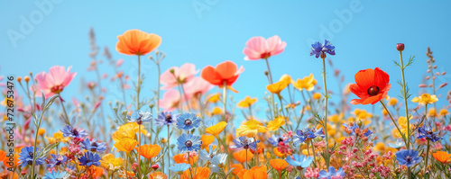 colorful flowers in the yard on a sunny day © HJ