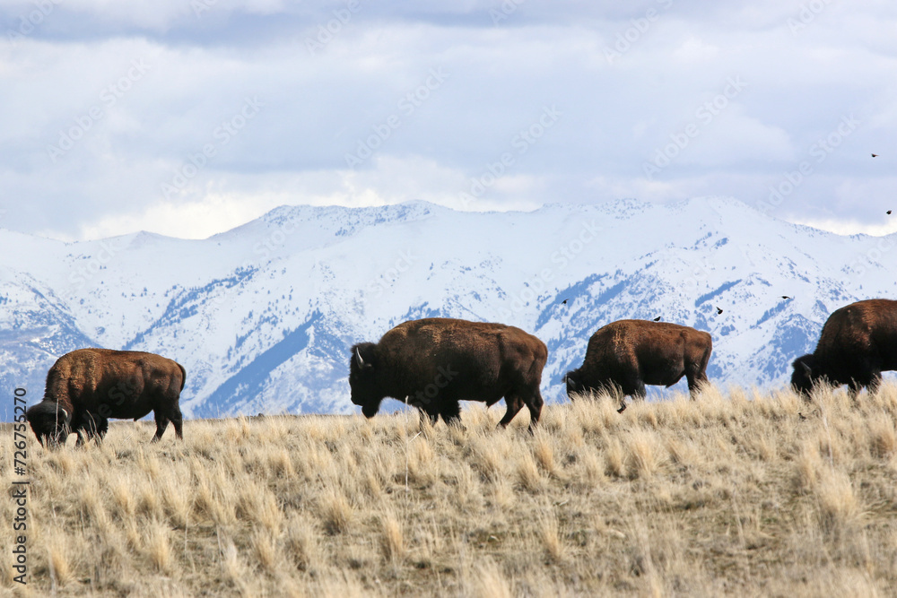 Bison on Antelope Island, Utah, in winter	