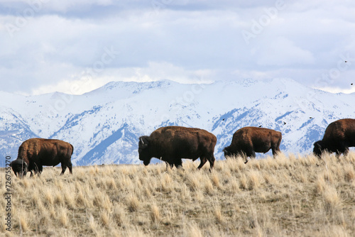 Bison on Antelope Island, Utah, in winter 