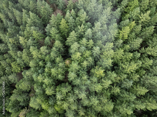 Seen from a bird s eye view  a thick forest of Douglas fir trees thrives in Molalla River Valley  Oregon. Oregon  and the Pacific Northwest in general  is known for its vast forest resources.