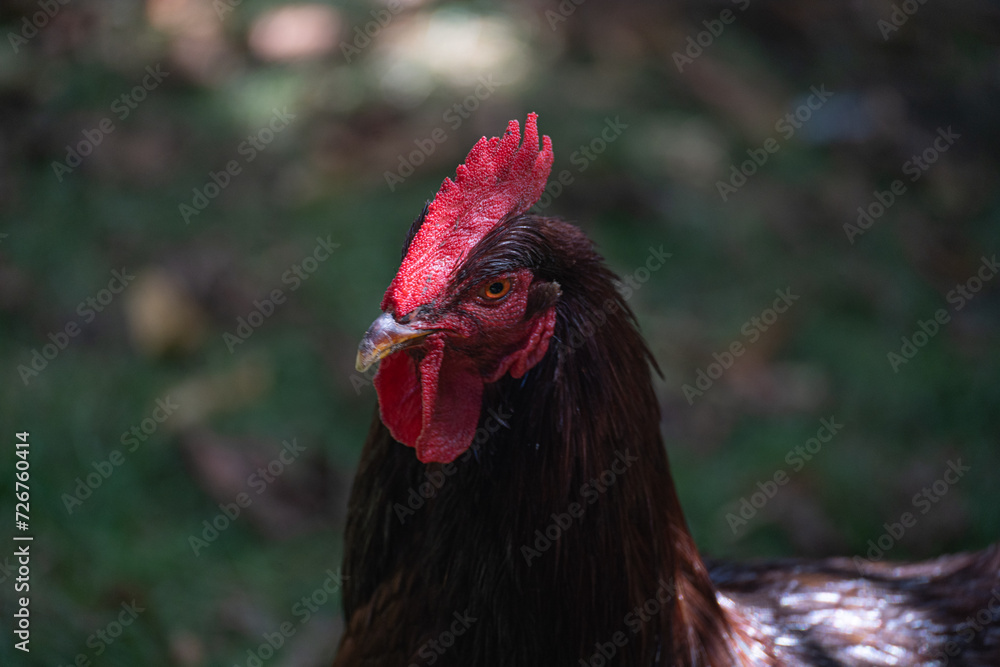 Clseup portrait of rooster head 