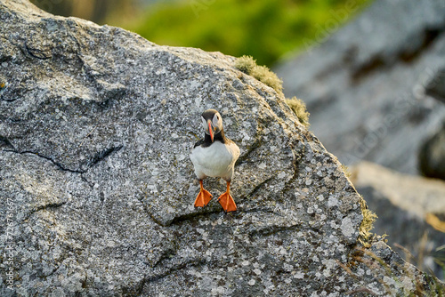 Cute and adorable Puffin seabird, fratercula, sitting in a breeding colony on high cliff at Runde island, a popular tourist destination for bird watching at the coastline of the north atlantic ocean i