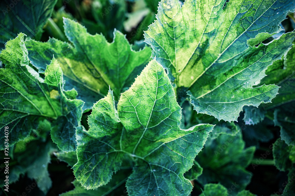 fresh green leaves of zucchini plant on an organic farm fresh green leaves of zucchini plant on an organic farm